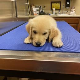Golden Retriever Puppies from The Golden Court