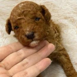 Boy 3 - Red  male Poodle puppy in Miami, Florida from Sakura Poodles