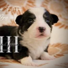 Black Tri FLUFF  Boy 1 - Black and tan male Pembroke Welsh Corgi puppy in Locust Grove, Oklahoma from Hidden Hillsides Corgis