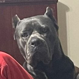 Kharma - Cane Corso