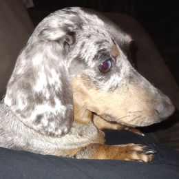 Luna - Dachshund