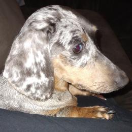 Luna - Dachshund