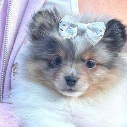 Pomeranian Puppies from Snow peak poms