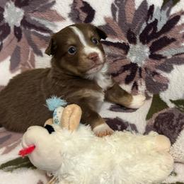 Sina - Red tri female Miniature Australian Shepherd puppy in Grady, Arkansas from KAREN K MCPHERSON