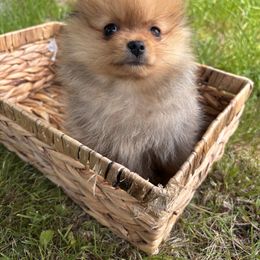 Pomeranian Puppies from Maine Pom’s