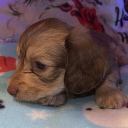 Mable - Fawn (isabella) and cream female Dachshund puppy in Saint Robert, Missouri from Crowesnest Dachshund