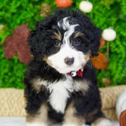 Muffin - Phantom female Goldendoodle puppy in Brandon, Florida from Murphys Doodles