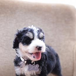 Tan collar female - Tri-color female Bernedoodle puppy in Scottsboro, Alabama from Dixie Land Doodles