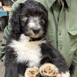 George green collar - Black and white male Sheepadoodle puppy in Eleva, Wisconsin from Molly’s Doodles