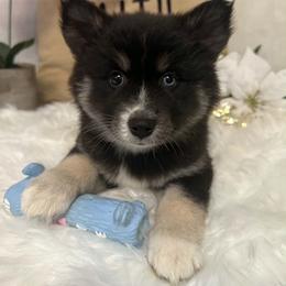 Stormy - Black and white female Pomsky puppy in Cadillac, Michigan from JHS Pomskies