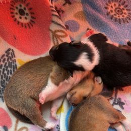 Collie Puppies from Vintage Collies
