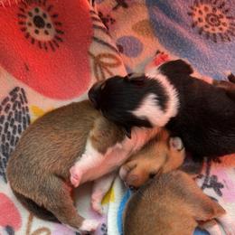 Collie Puppies from Vintage Collies