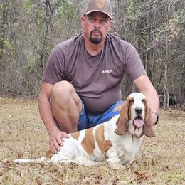 Reba - Basset Hound