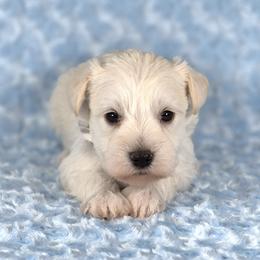 Teddy - White male Miniature Schnauzer puppy in Ely, Nevada from Great Basin Miniature Schnauzers