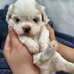 Boy white 1 - Cream and white male Shih Tzu puppy in Needville, Texas from Precious Moments Shih Tzu