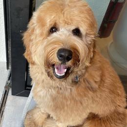 Belle - Goldendoodle