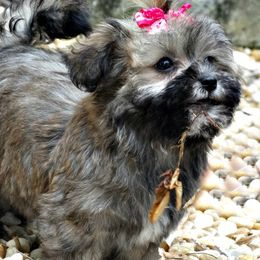 Havanese Puppies from Denise Clark