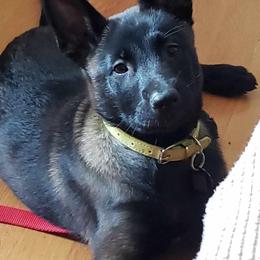Belgian Malinois and German Shepherd Puppies from Laeknir K9