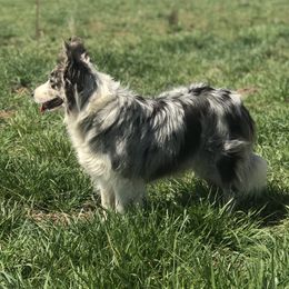 Oakley - Border Collie