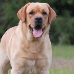 Banks - Labrador Retriever