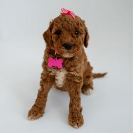 Skye - Apricot female Goldendoodle puppy in Springfield, Tennessee from BK3 Miniature Goldendoodles
