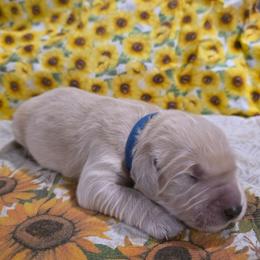 Boy 3 - Light golden male Golden Retriever puppy in Lawtey, Florida from Rise and Shine Goldens