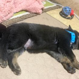 Blue collar boy - Bi-color male German Shepherd puppy in Centralia, Illinois from Janices AKC German Sheperds LLC