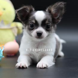 Atlas - Blue male Chihuahua puppy in Tulsa, Oklahoma from H-3 Chihuahuas