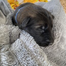 German Shepherd Puppies from Faithful Heart German Shepherds