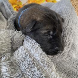 German Shepherd Puppies from Faithful Heart German Shepherds