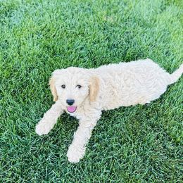 Sadie - Goldendoodle