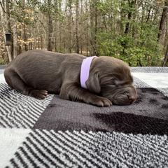 Violet Collar - Liver female Boykin Spaniel puppy in Carlton, Georgia from Weavers Kennels