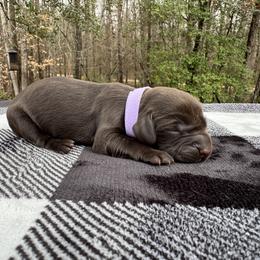 Violet Collar - Liver female Boykin Spaniel puppy in Carlton, Georgia from Weavers Kennels