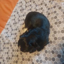 Girl 1 - Black and white female Shih Tzu puppy in Eastanollee, Georgia from G & J Shih Tzu