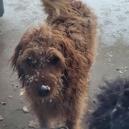 Goldendoodle and Poodle All Grown Up from Fancy Goldendoodles and Poodles
