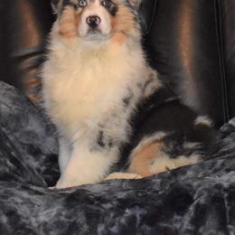 Australian Shepherd Puppies from Platinum Edition