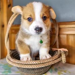Louie - Red male Pembroke Welsh Corgi puppy in Fortine, Montana from North Star Pembroke Welsh Corgi's