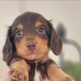 Hank - Chocolate and tan male Dachshund puppy in Goodman, Missouri from Jessica's Dashing Dachsunds and Chihuahuas