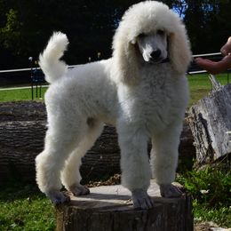 Poodle Puppies from D and D Standard Poodles