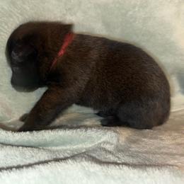 Dark pink - Mahogany female Belgian Malinois puppy in Saint Amant, Louisiana from Mercy Kennels