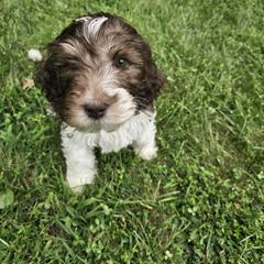 Juice - Saint Berdoodle puppy from Doodles by Starlight