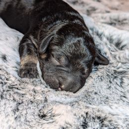 Boy 5 - Black Schnoodle puppy in Holmesville, Ohio from Pawsome Puppies