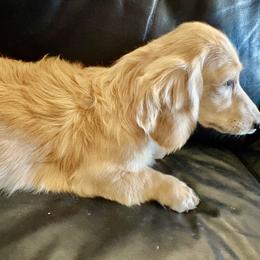 Elysse - Dachshund