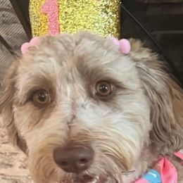 Aussiedoodle and Bernedoodle Puppies from LolliPop Farms