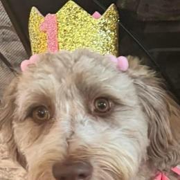 Aussiedoodle and Bernedoodle Puppies from LolliPop Farms