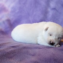Pomsky Puppies from Valparaiso Pomskys