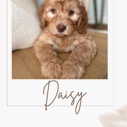 Australian Labradoodle and Labradoodle Puppies from Doodles_Ko