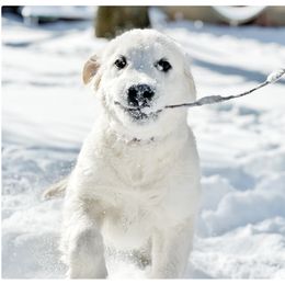 Golden Retriever Puppies from Winter's Dream Goldens