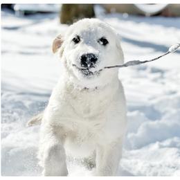 Golden Retriever Puppies from Winter's Dream Goldens