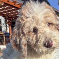 Newfypoos from Diaz Family Acres Doodles